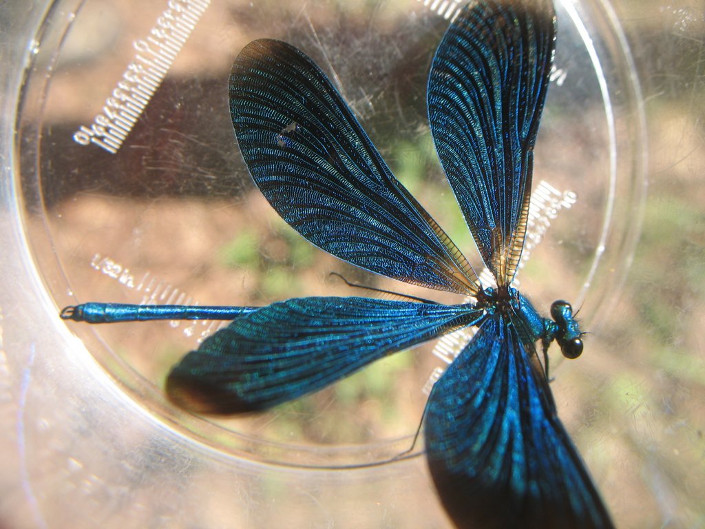 Calopteryx male 003
